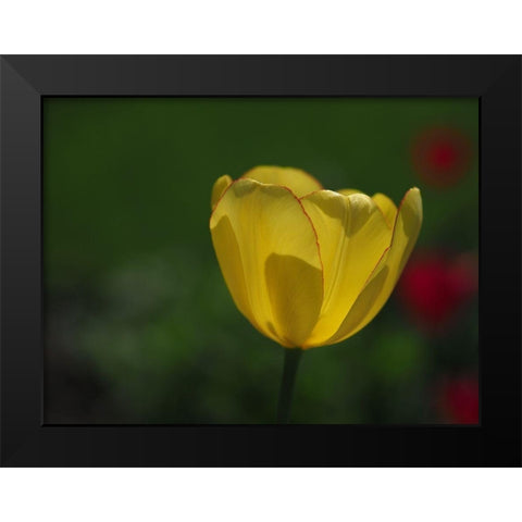Pretty Lady Black Modern Wood Framed Art Print by Bonin, Suzanne