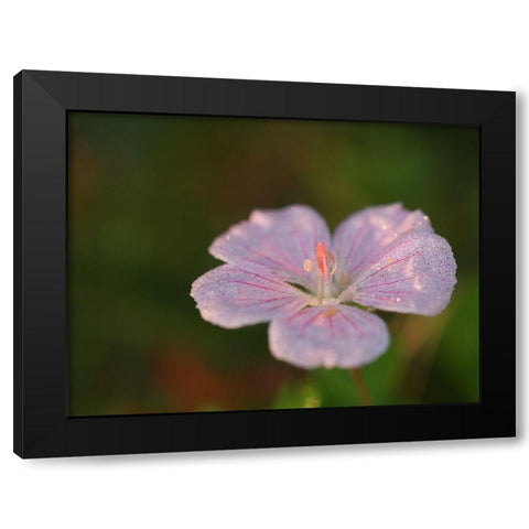 Pretty Pretty Black Modern Wood Framed Art Print by Bonin, Suzanne