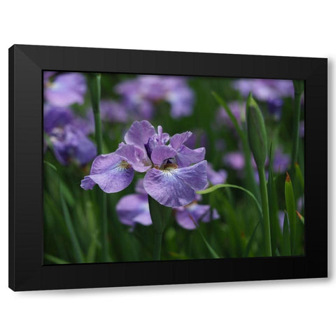 Purple One Black Modern Wood Framed Art Print with Double Matting by Bonin, Suzanne