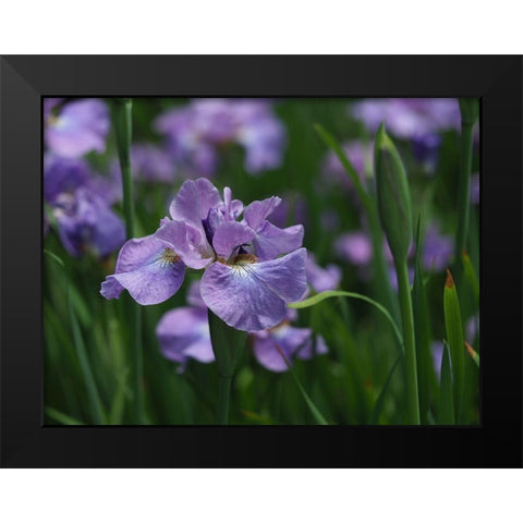 Purple One Black Modern Wood Framed Art Print by Bonin, Suzanne