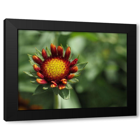 Rebel Black Modern Wood Framed Art Print with Double Matting by Bonin, Suzanne