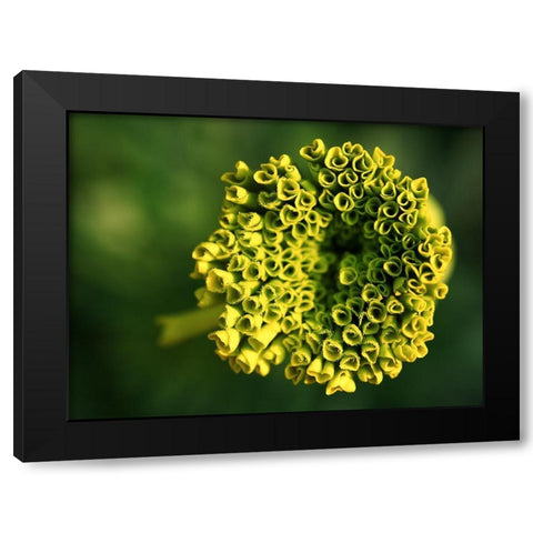 Ringlets Black Modern Wood Framed Art Print with Double Matting by Bonin, Suzanne