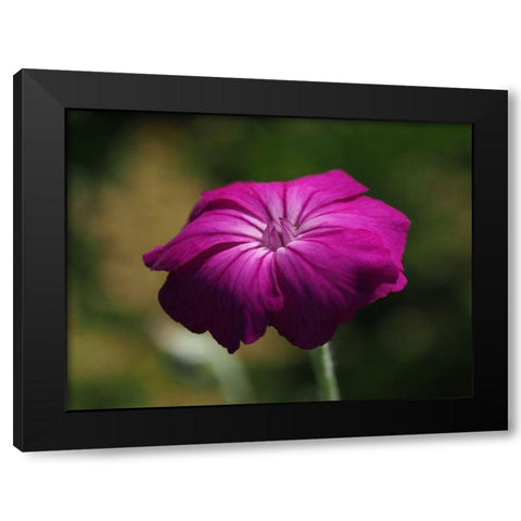 Rose Campion Black Modern Wood Framed Art Print with Double Matting by Bonin, Suzanne