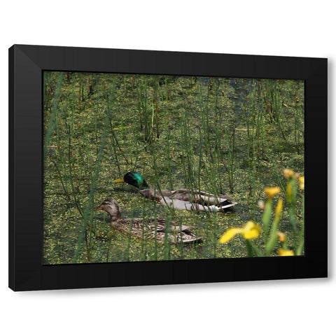 Sauve Qui Peut Black Modern Wood Framed Art Print by Bonin, Suzanne