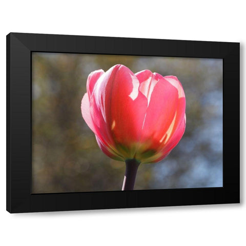 Showy Tulip Black Modern Wood Framed Art Print with Double Matting by Bonin, Suzanne