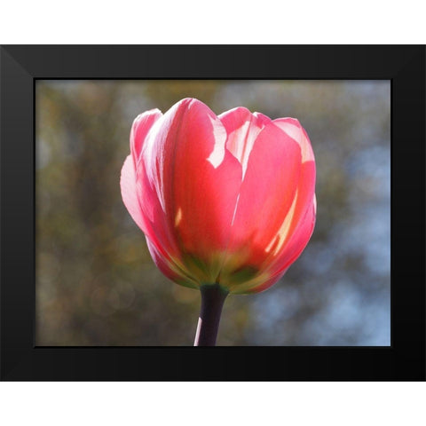 Showy Tulip Black Modern Wood Framed Art Print by Bonin, Suzanne