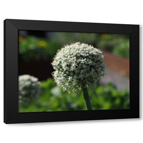 Sphere Black Modern Wood Framed Art Print by Bonin, Suzanne