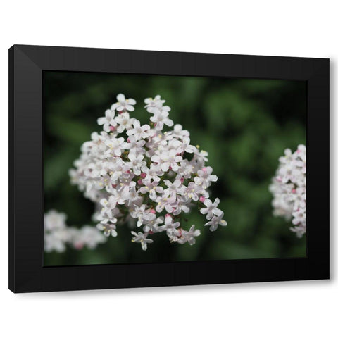 Spicy Black Modern Wood Framed Art Print with Double Matting by Bonin, Suzanne