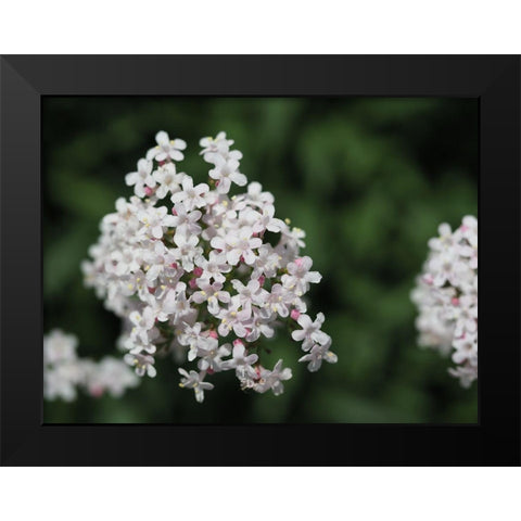 Spicy Black Modern Wood Framed Art Print by Bonin, Suzanne