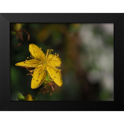 St Johns Wort Black Modern Wood Framed Art Print by Bonin, Suzanne