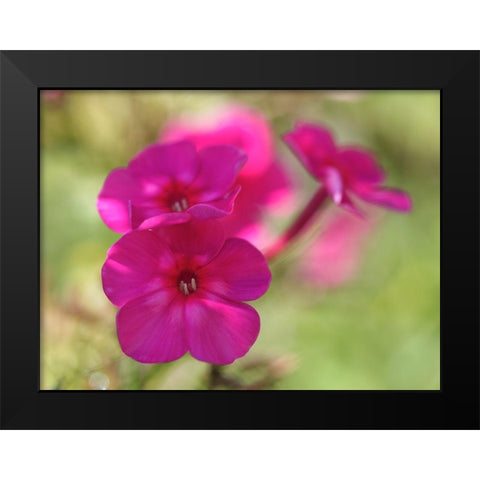 Summertime Black Modern Wood Framed Art Print by Bonin, Suzanne