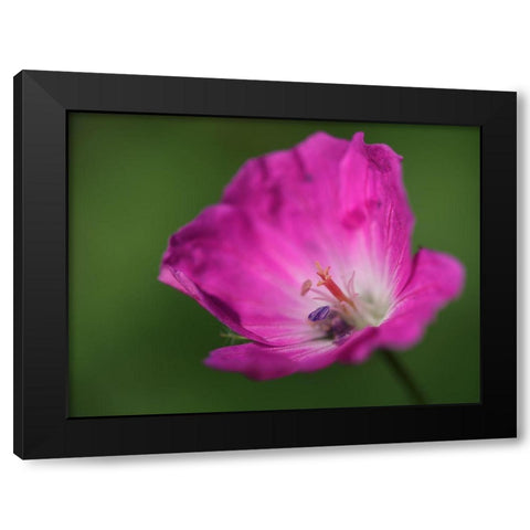 The Heart Of It Black Modern Wood Framed Art Print by Bonin, Suzanne