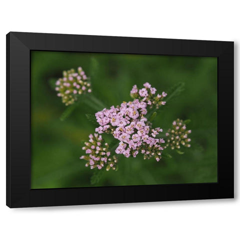 This Is Life Black Modern Wood Framed Art Print by Bonin, Suzanne