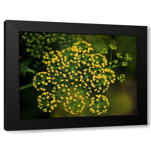 Tiny Beauties Black Modern Wood Framed Art Print with Double Matting by Bonin, Suzanne