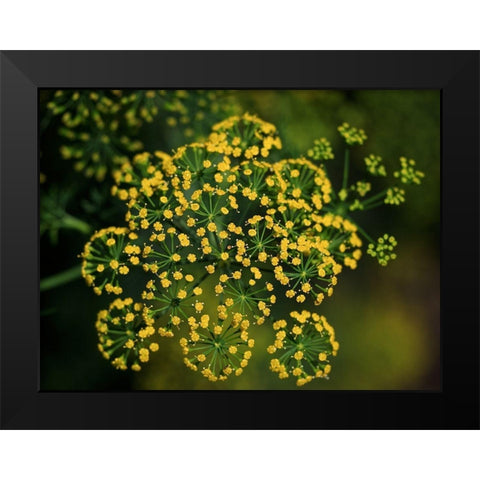 Tiny Beauties Black Modern Wood Framed Art Print by Bonin, Suzanne