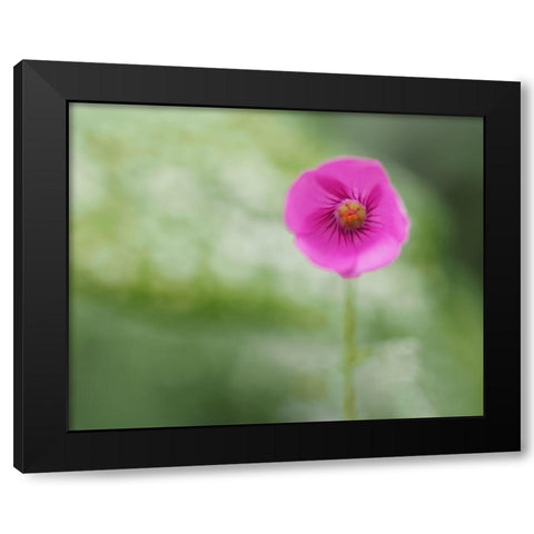 Tiny Beauty Black Modern Wood Framed Art Print by Bonin, Suzanne