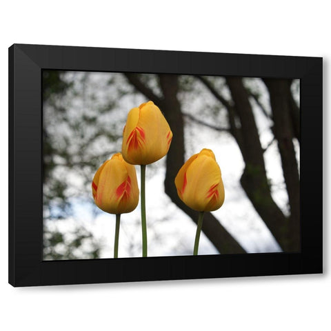 Tulip Trio Black Modern Wood Framed Art Print with Double Matting by Bonin, Suzanne