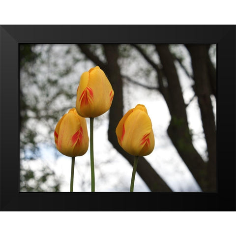 Tulip Trio Black Modern Wood Framed Art Print by Bonin, Suzanne