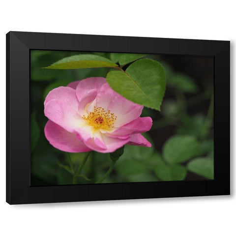 Under The Shade Black Modern Wood Framed Art Print with Double Matting by Bonin, Suzanne