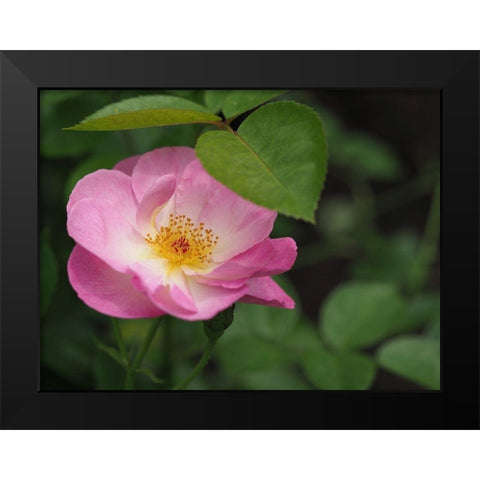 Under The Shade Black Modern Wood Framed Art Print by Bonin, Suzanne