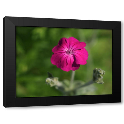 Velvety Beauty Black Modern Wood Framed Art Print by Bonin, Suzanne
