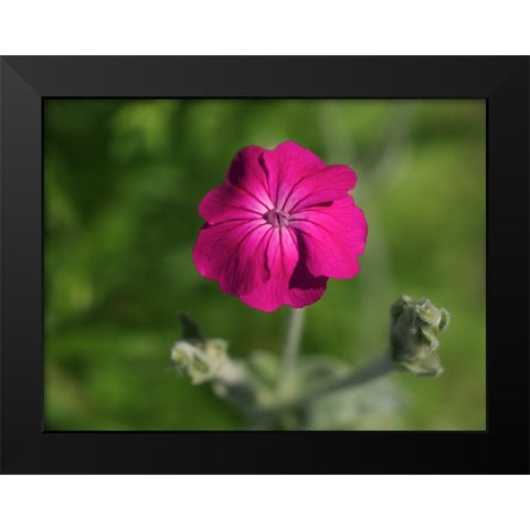 Velvety Beauty Black Modern Wood Framed Art Print by Bonin, Suzanne