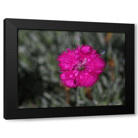 Wet Wild Earth Black Modern Wood Framed Art Print with Double Matting by Bonin, Suzanne