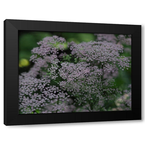 Wild Ones Black Modern Wood Framed Art Print with Double Matting by Bonin, Suzanne