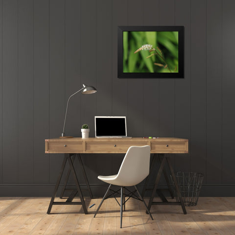 Wispy White Blooms Black Modern Wood Framed Art Print by Bonin, Suzanne
