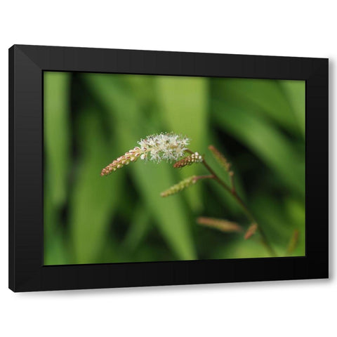 Wispy White Blooms Black Modern Wood Framed Art Print by Bonin, Suzanne