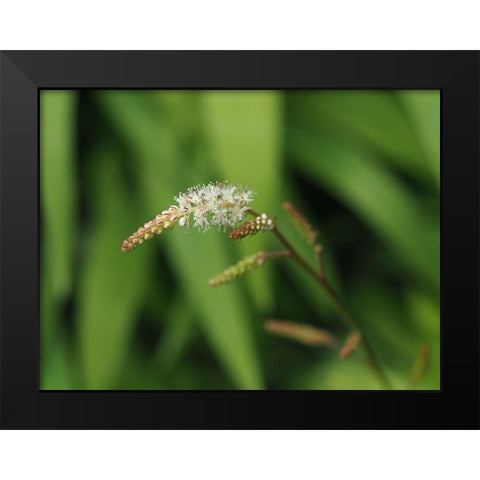 Wispy White Blooms Black Modern Wood Framed Art Print by Bonin, Suzanne