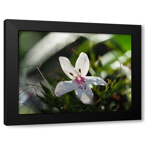 Woo Hoo Black Modern Wood Framed Art Print by Bonin, Suzanne