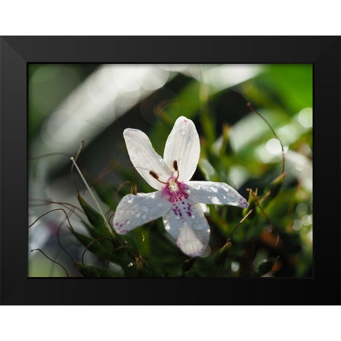 Woo Hoo Black Modern Wood Framed Art Print by Bonin, Suzanne