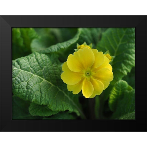Yellow Beauty Black Modern Wood Framed Art Print by Bonin, Suzanne