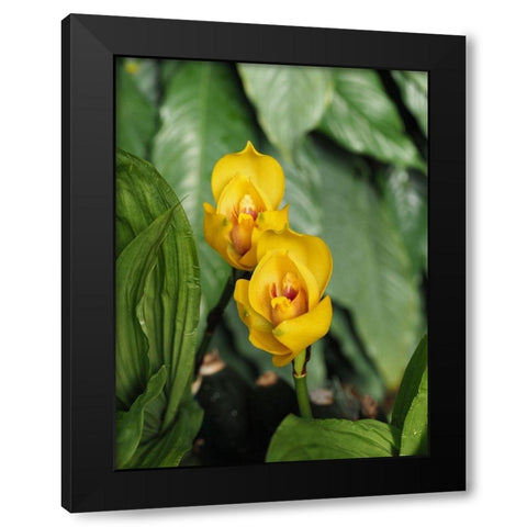 Yellow Ladies Black Modern Wood Framed Art Print by Bonin, Suzanne