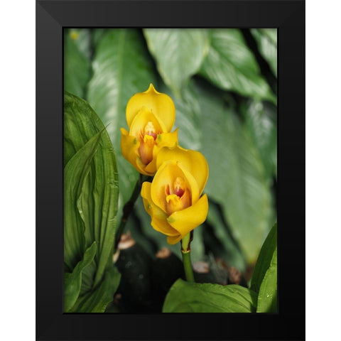 Yellow Ladies Black Modern Wood Framed Art Print by Bonin, Suzanne