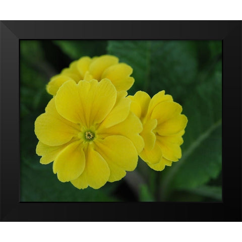 Yellow Trio Black Modern Wood Framed Art Print by Bonin, Suzanne