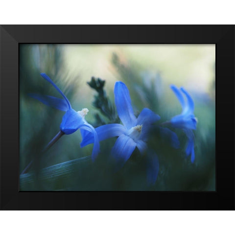 Broken Black Modern Wood Framed Art Print by Bonin, Suzanne