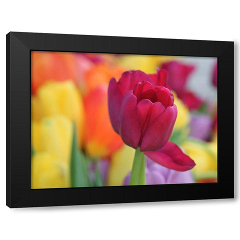 Colorful Black Modern Wood Framed Art Print with Double Matting by Bonin, Suzanne