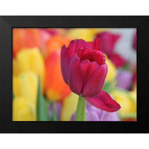 Colorful Black Modern Wood Framed Art Print by Bonin, Suzanne