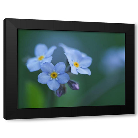 Ladies In Blue Black Modern Wood Framed Art Print by Bonin, Suzanne