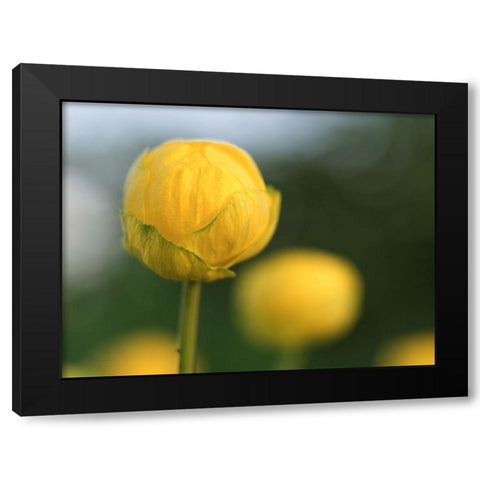Lollipop Black Modern Wood Framed Art Print with Double Matting by Bonin, Suzanne