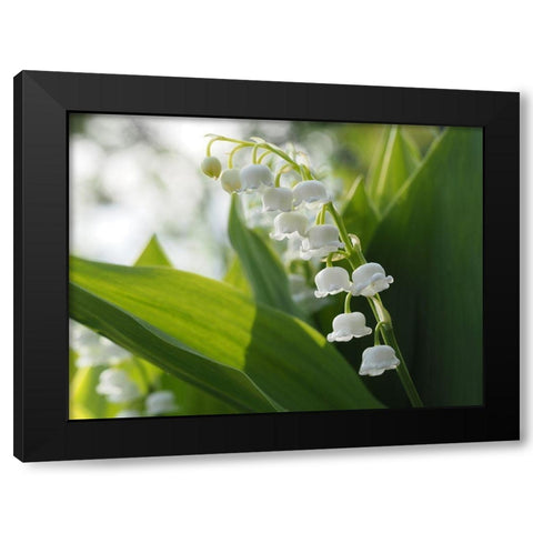 May Lilies Black Modern Wood Framed Art Print with Double Matting by Bonin, Suzanne