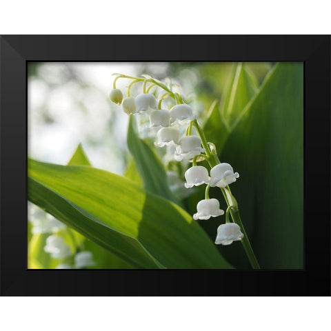 May Lilies Black Modern Wood Framed Art Print by Bonin, Suzanne