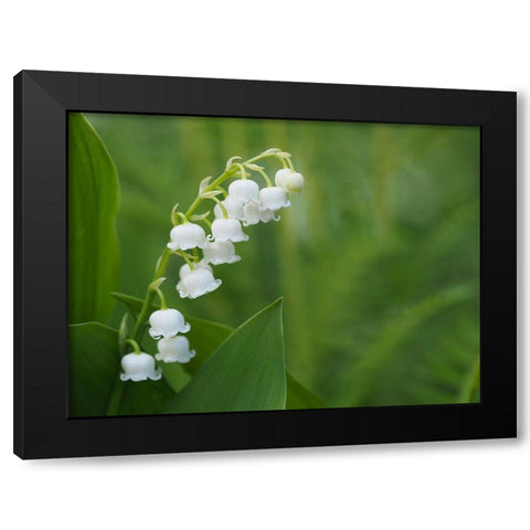 Muguet Black Modern Wood Framed Art Print with Double Matting by Bonin, Suzanne