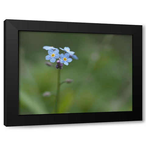 Never Forget Black Modern Wood Framed Art Print by Bonin, Suzanne