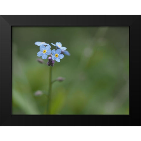 Never Forget Black Modern Wood Framed Art Print by Bonin, Suzanne