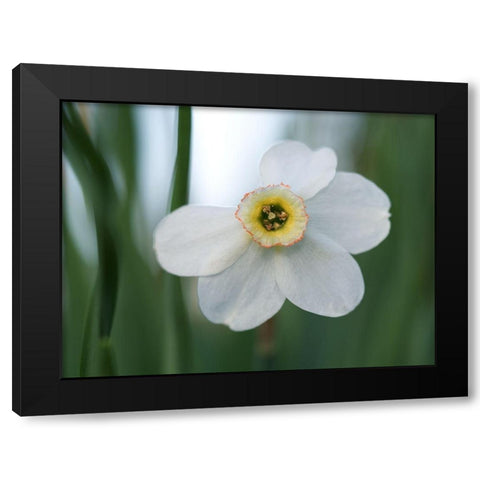 New Beginnings Black Modern Wood Framed Art Print with Double Matting by Bonin, Suzanne