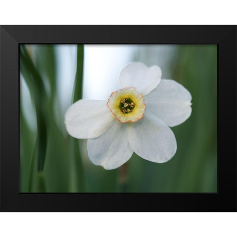 New Beginnings Black Modern Wood Framed Art Print by Bonin, Suzanne