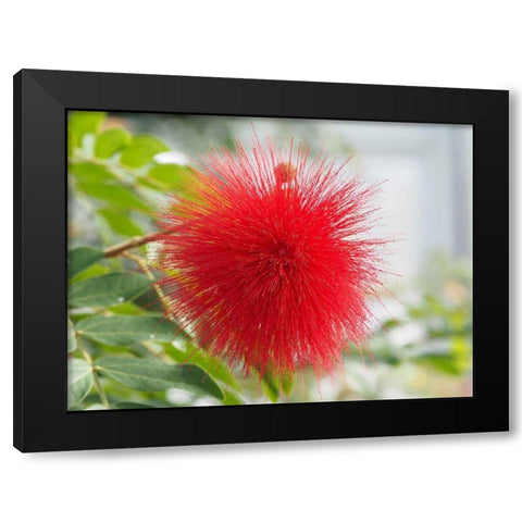 Powderpuff Black Modern Wood Framed Art Print by Bonin, Suzanne